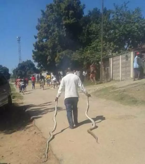 Man Drags Two Large Snakes on the Streets Chanting Incantations in Broad Daylight...Find Out Why (Photos)